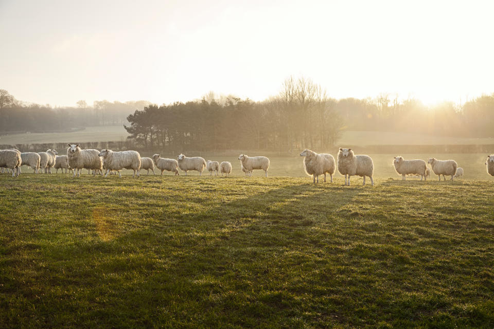 A family-run farm, Daylesford, is now an industry leader in organic farming (Daylesford)