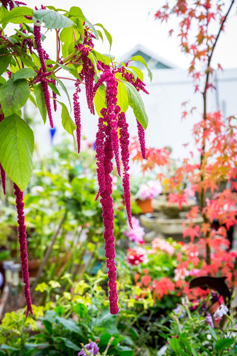 Amaranthus caudatus ‘Mira.'