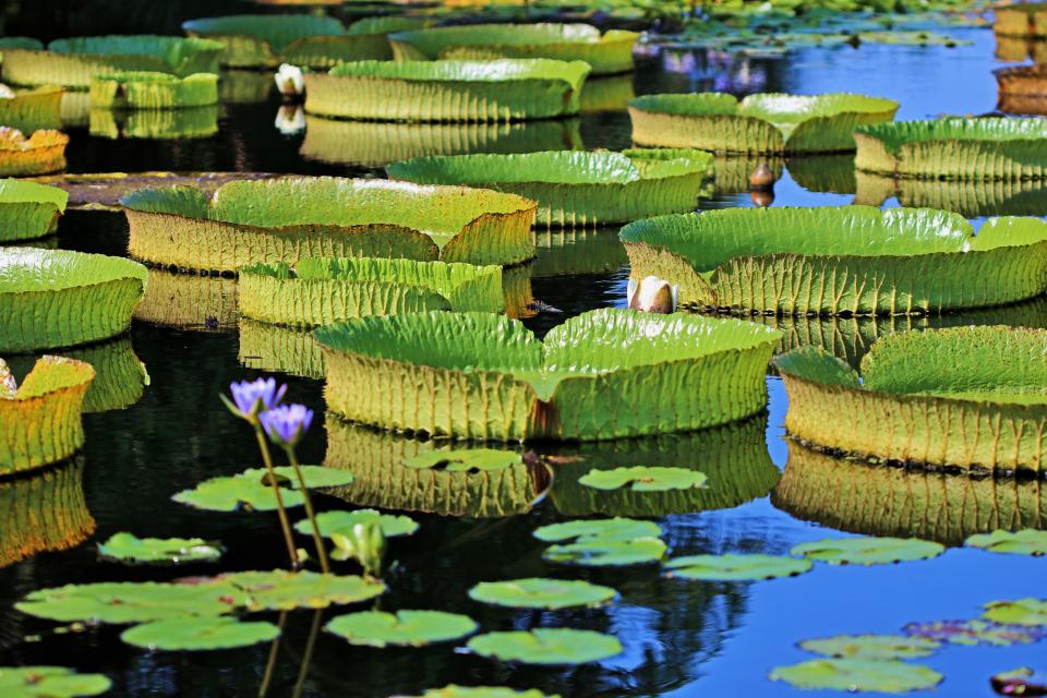 Michiale M. Schneider of North Fort Myers took this photo of lily pads afloat at the Naples Botanical Garden. She used a Canon EOS 90D at f/3.5, ISO=100 and 1/1000 sec.