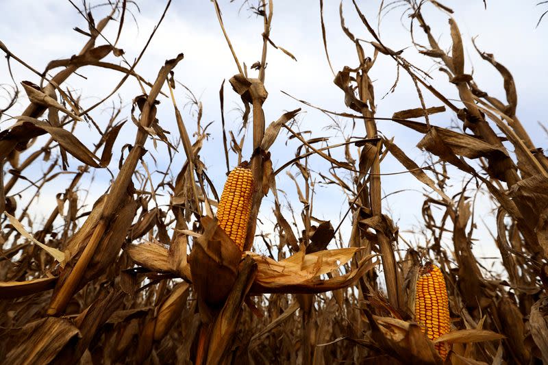 FILE PHOTO: A leafhopper bug ravages Argentina's corn crop in climate warning to farmers