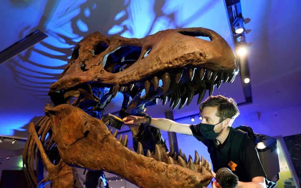 Scott Hendry, 42, facilities assistant at the Great North Museum in Newcastle, cleans the exhibits as they prepare to reopen to the public on Monday  - Owen Humphreys