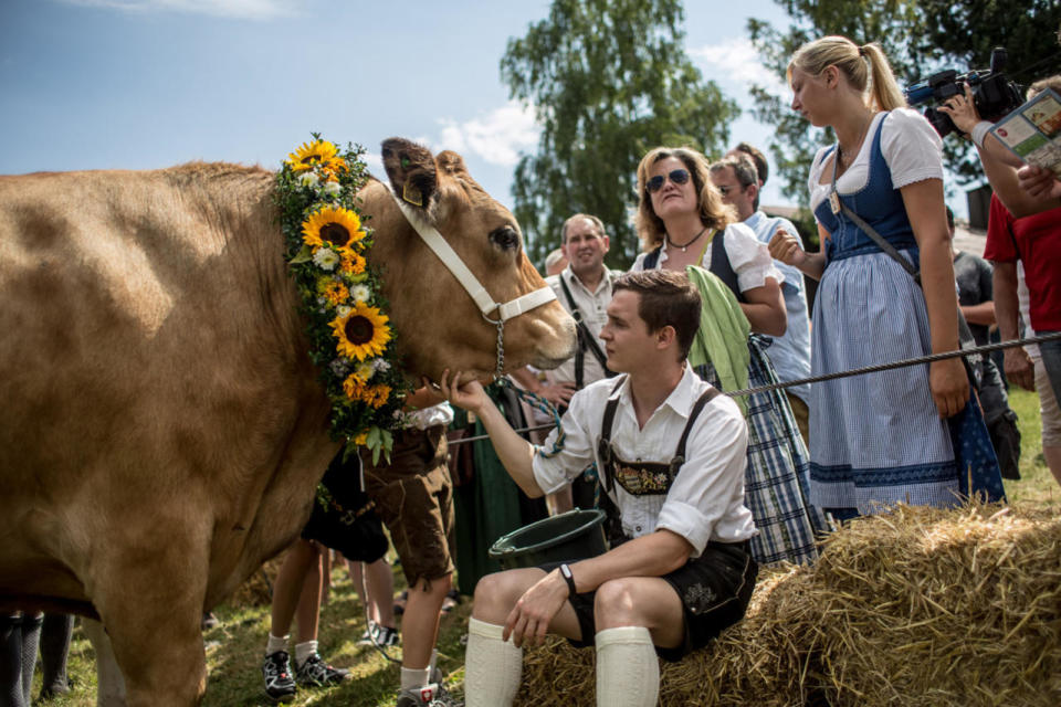 <p>A participant wearing traditional Bavarian lederhosen prepares with his ox for competing in the 2016 Muensing Oxen Race (Muensinger Ochsenrennen) on August 28, 2016 in Muensing, Germany. (Photo: Matej Divizna/Getty Images)</p>