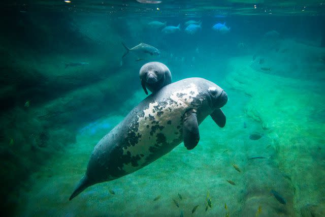 <p>Grahm S. Jones/Columbus Zoo and Aquarium</p> Stubby helping a young manatee at the Columbus Zoo and Aquarium