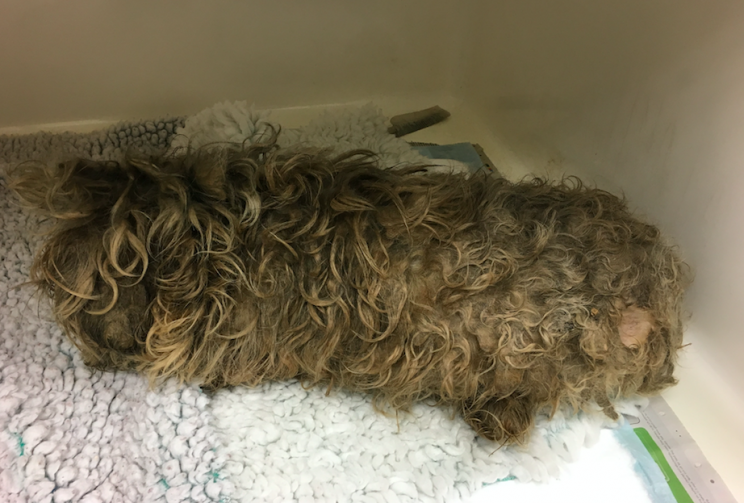 Little Rosie's fur was so matted that she resembled a mop (SWNS)