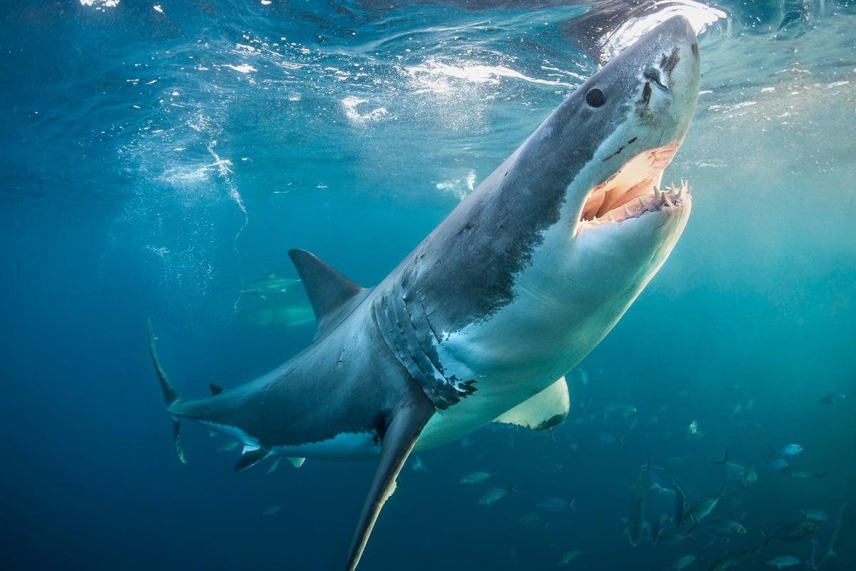 15-year-old-boy-scout-hospitalized-after-shark-bite-while-kayaking-in