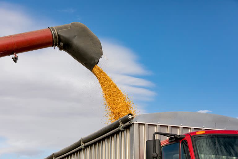 Red combine harvester using bin auger for unloading yellow corn kernels into grain truck. Sunny day with blue sky during the 2019 harvest season