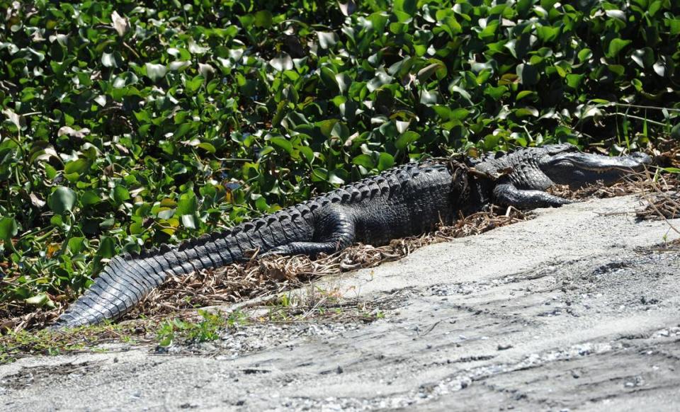 An alligator warms its self in the sun along the bank of the Lake Manatee Reservoir in January 2013. 