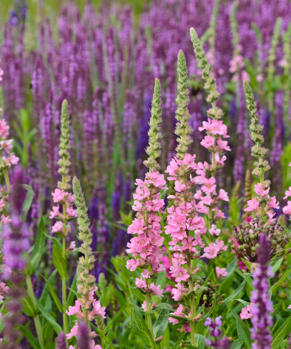 plants for wet soil Lythrum Blush growing in damp corner of garden