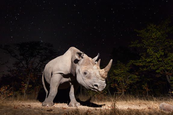 A reclusive rhino in North Luangwa National Park, Zambia.