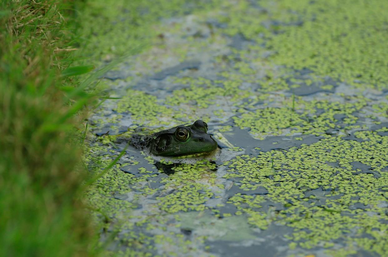 The North American bullfrog poses at threat to native amphibians (Getty Images)