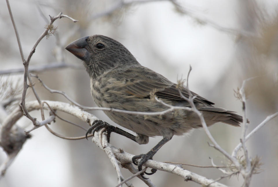 The bite of the Galapagos large ground finch is much worse than its bark (Picture: PA)