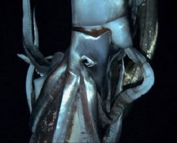 This image of the long sought-after giant squid is part of a Discovery Channel documentary on the largest deep sea creatures.