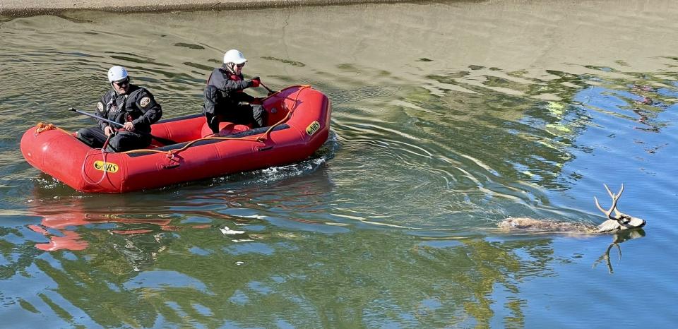 Zwei Feuermänner paddeln einem Hirsch hinterher. Das Tier war in einen Kanal gerutscht. Foto: Twitter / Metro Fire of Sacramento
