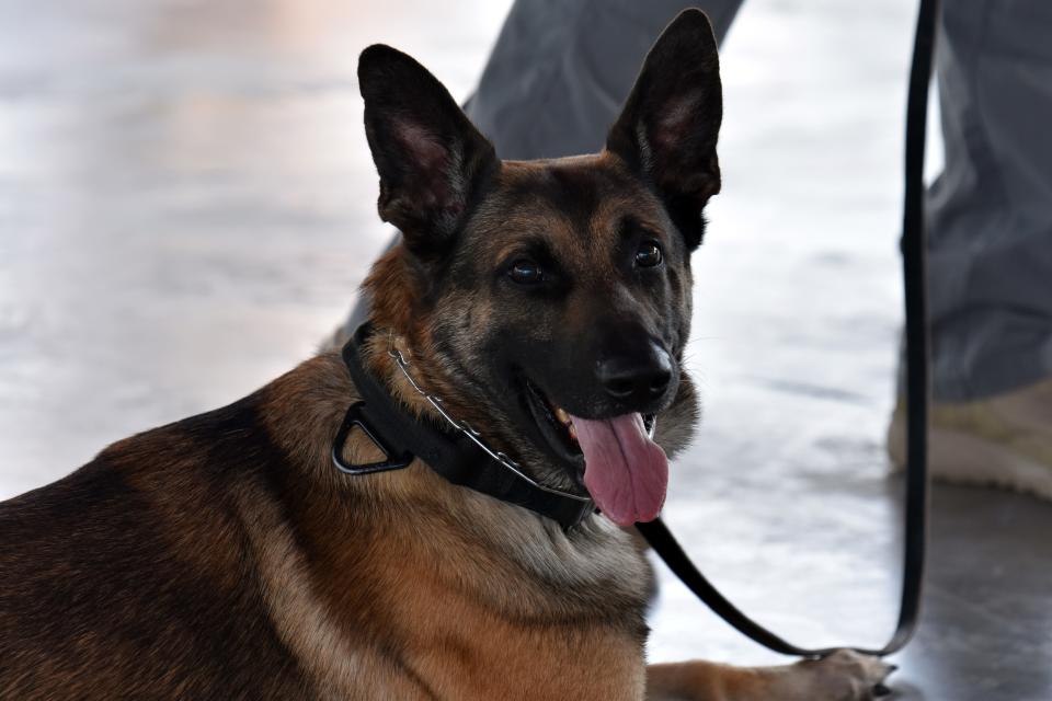 Jack the police dog, a 3-year-old shepherd, is a member of the Crown Point Police Department's Patrol Division.