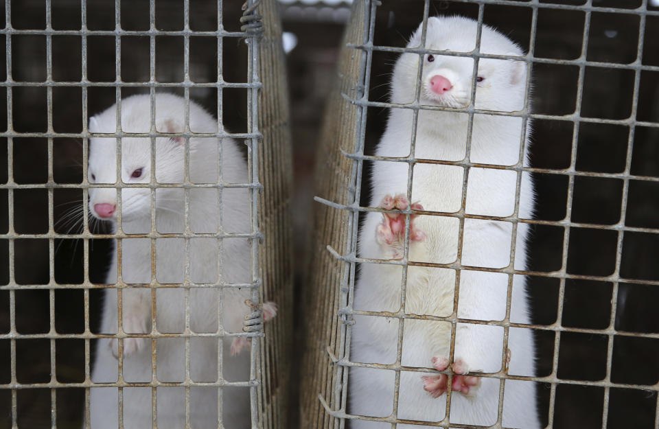 FILE - In this Dec. 6, 2012, file photo, minks look out of a cage at a fur farm in the village of Litusovo, northeast of Minsk, Belarus. Coronavirus outbreaks at mink farms in Spain and the Netherlands have scientists digging into how the animals got infected and if they can spread it to people. (AP Photo/Sergei Grits, File)