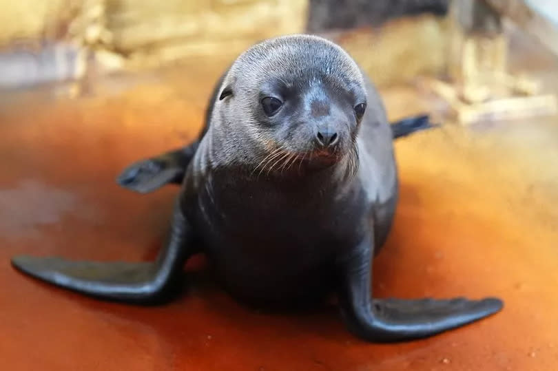 Nessie, a California sea lion pup recently born at Blair Drummond Safari and Adventure Park, near Stirling.