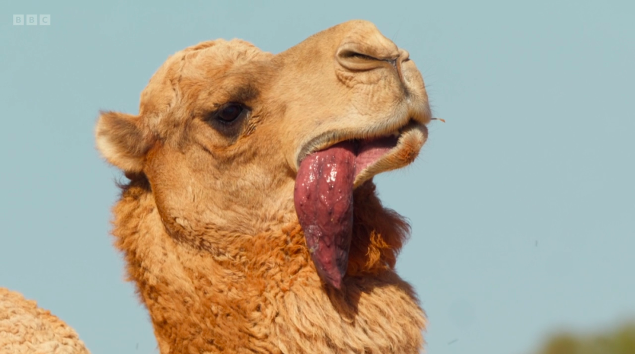 Arabian camel producing the dulla from his throat. (BBC screenshot)