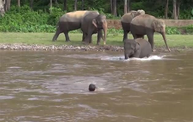 Kham Lha thinks her human friend Darrick is drowning. Photo: YouTube/elephantnews