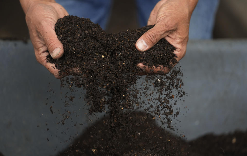 Colombian environmental engineer Germán Viasus Tibamoso, owner of Tierra Viva, shows compost made with the help of beetle larvae in Tunja, Colombia, Tuesday, Nov. 15, 2022. The company transforms solid, organic waste, with the help of beetle larvae's digestive microorganisms, that transform the waste into a compost rich in nitrogen and phosphorous. Once adults, some of the beetles are sent to scientific labs and others to Japan where they are popular as pets. (AP Photo/Fernando Vergara)