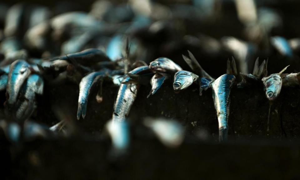 Anchovetas being processed at a fish meal factory in Lima, Peru.