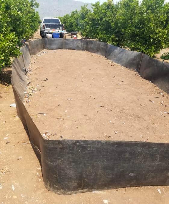 Tulare County Sheriff's deputies found 30 dead roosters and 11 caged roosters following a suspected cockfight in an Orosi orange orchard on Sunday.