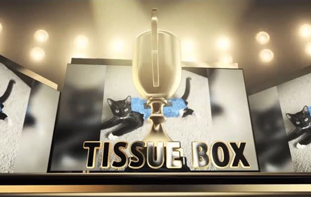 Tux in Tissue Box wins 'Best Kitty Hijinks.'