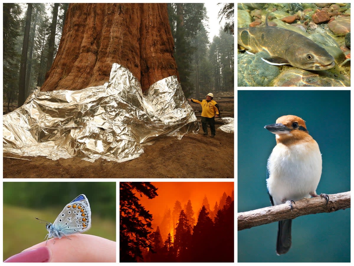 From top left, clockwise: The General Sherman sequoia wrapped in foil to protect against wildfire, a bull trout in Montana, a Guam kingfisher, the 2020 SQF forest fire complex in California and the endangered Karner blue butterfly. (Getty/iStock)