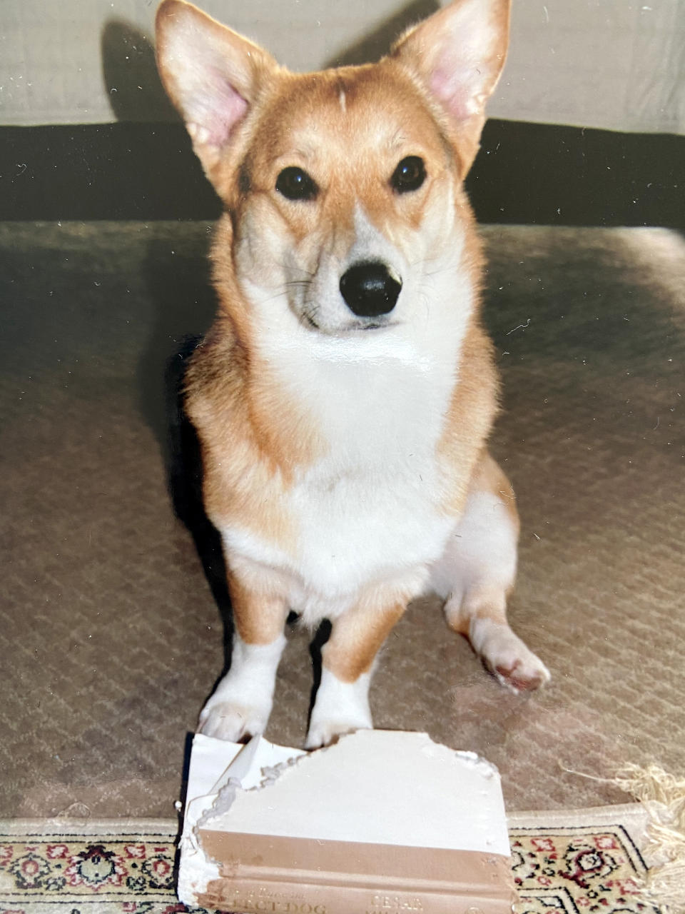 Image: Sir Winston, the corgi