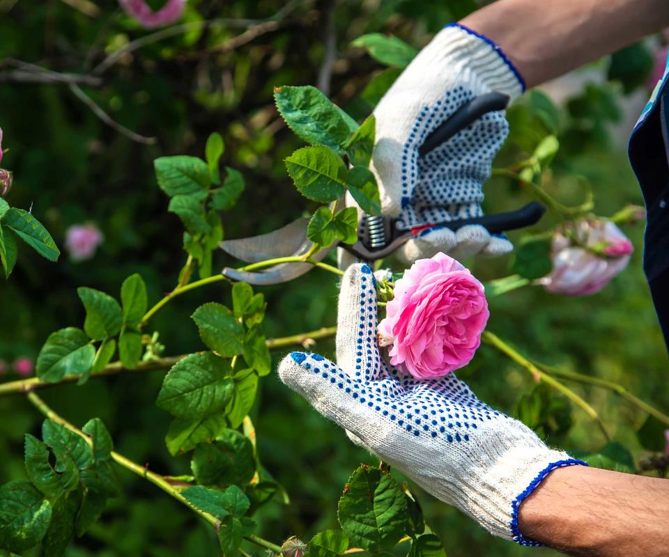 cutting roses