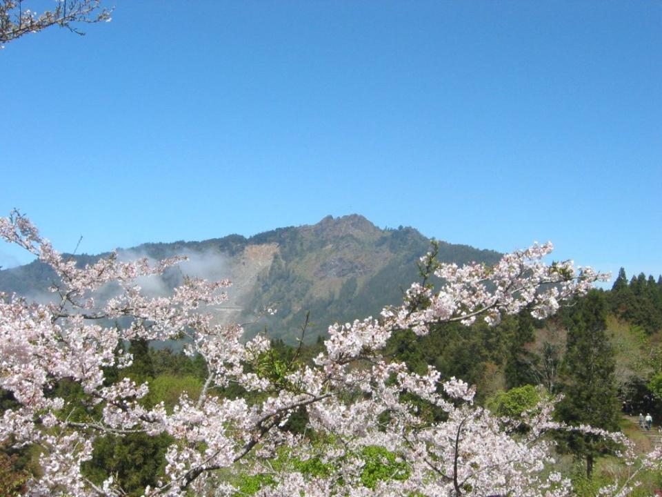 阿里山櫻花。（中華旅行社提供）