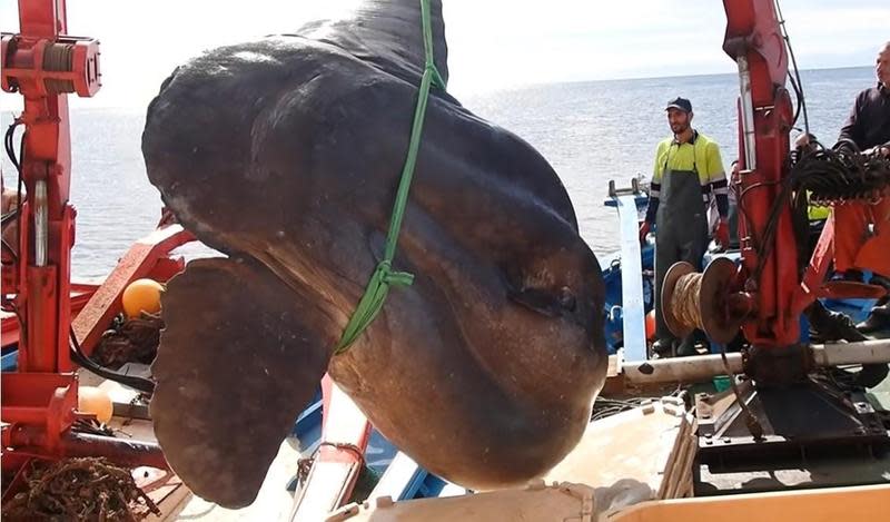 西班牙漁民和大學生物團隊合作，捕獲到超巨大的翻車魚。（翻攝University of Seville YouTube）