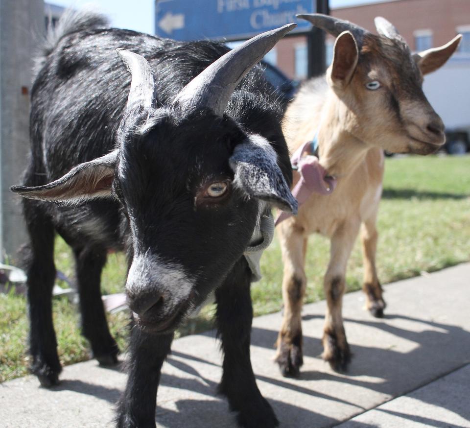 Pygmy goats Pepper, left, and Vinny were at the Goat Milk Soap booth  during the 2020 Gallatin Main Street Festival.