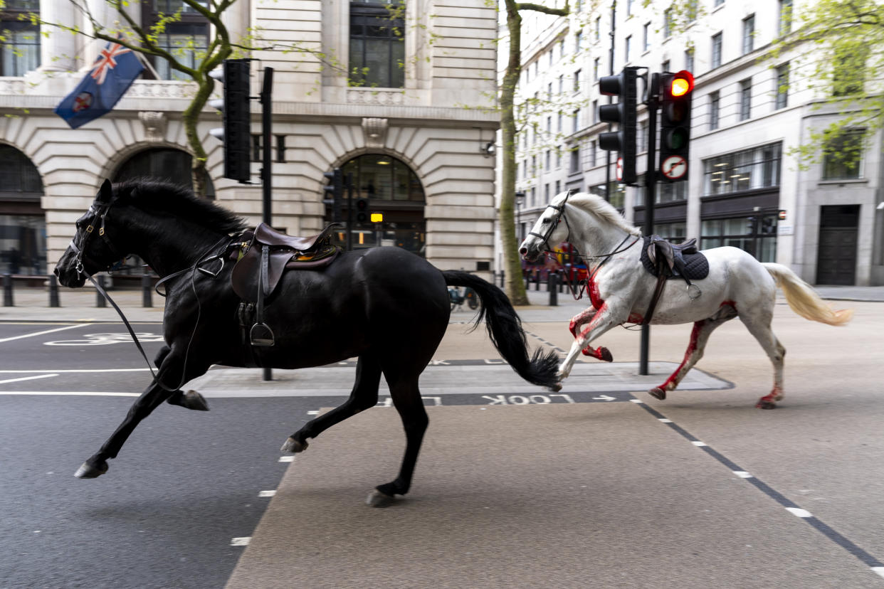 Dos caballos sueltos corren por las calles de Londres cerca de Aldwych. Fecha de la foto: miércoles 24 de abril de 2024. (Foto de Jordan Pettitt/PA Images a través de Getty Images)