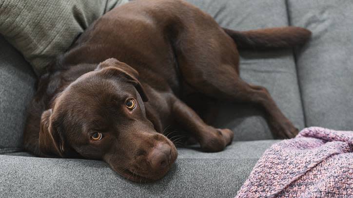 15. Labrador Retriever