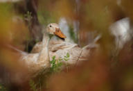 <p>An Indian Runner duck is seen through leaves at a vineyard at the Vergenoegd wine estate near Cape Town, South Africa, May 16, 2016. (REUTERS/Mike Hutchings) </p>