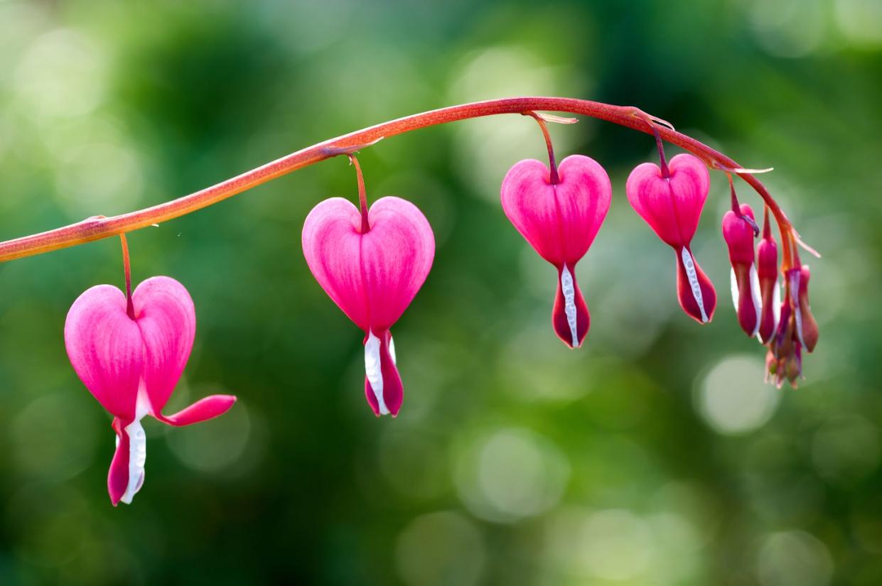 close up of a cluster of bleeding hearts growing in the springdicentra spectabilis in the garden