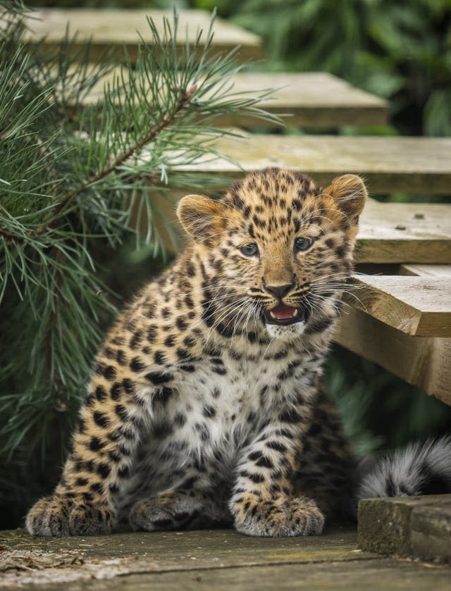 Newborn leopard cub