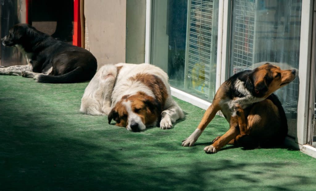 Two respiratory illnesses are killing dogs like the three dogs at the San Diego animal shelter . Sick dogs at animal shelter pictured.