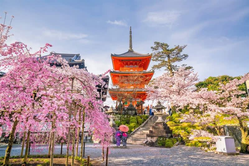 日本大阪5天4夜賞櫻行程円山公園、哲學之道。（圖／翻攝自雄獅官網）