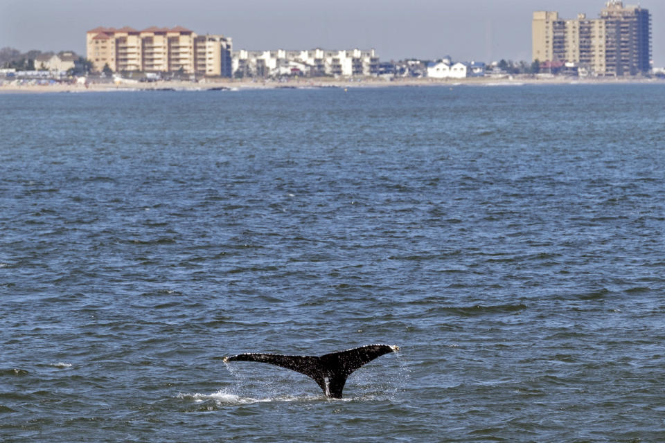 An adolescent Humpback whale designated "Whale 0140," identified through patterns on the whale's fluke, is seen from the vessel American Princess during a cruise offered by Gotham Whale, as the cetacean is spotted off the northern New Jersey coast line Wednesday, Sept. 23, 2020. According to Paul Sieswerda, President and CEO of Gotham Whale, sightings are up nearly a hundred fold from just a decade ago, with an abundance of menhaden seemingly driving the whale resurgence. (AP Photo/Craig Ruttle)