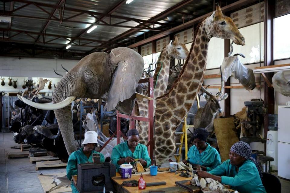 Workers prepare animal skins at a taxidermy studio in Pretoria. Africa’s big game hunting industry helps protect endangered species, according to its advocates. Opponents say it threatens wildlife.