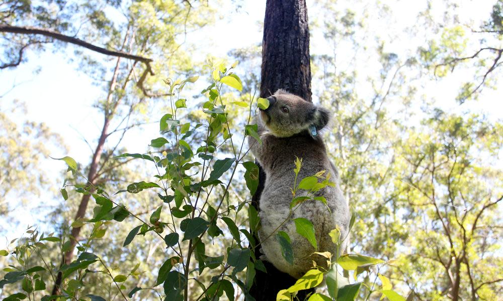 <span>Photograph: Lisa Maree Williams/Getty Images</span>