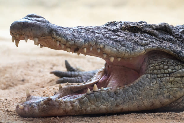 Crocodiles Are Drawn to the Sound of Human Babies Crying