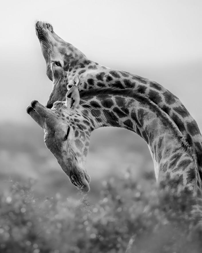 giraffes press their necks together fighting
