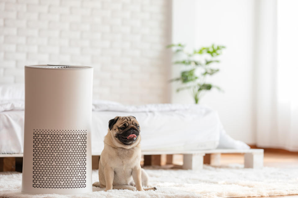 Dog Pug Breed and Air purifier in cozy white bed room 