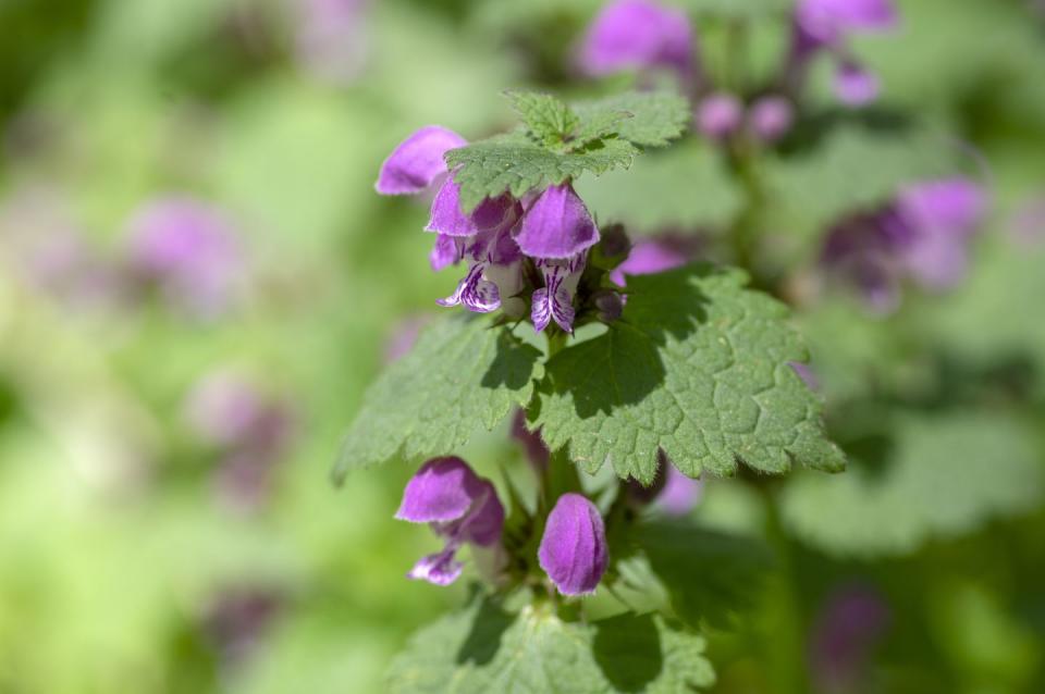 types of weeds purple dead nettle