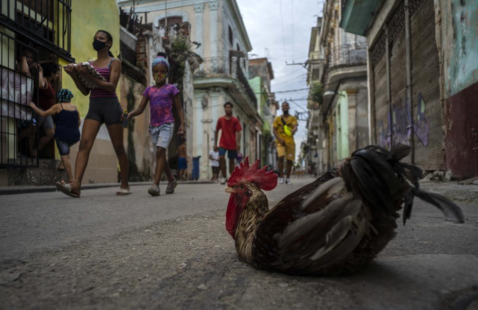 Pedestrians wearing face masks amid the new coronavirus pandemic walk past a rooster named "Espartaco," or Spartacus, sitting in the middle of a street in Havana, Cuba, Tuesday, Oct. 27, 2020. Few countries in Latin America have seen as dramatic a change in U.S. relations during the Trump administration or have as much at stake in who wins the Nov. 3rd presidential election. (AP Photo/Ramon Espinosa )