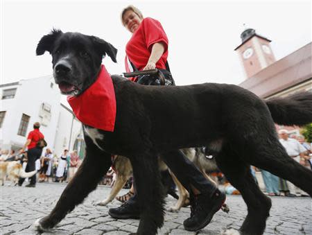 A woman walks her dog during a Sunday Parade in Eichstaett September 8, 2013. REUTERS/Michael Dalder