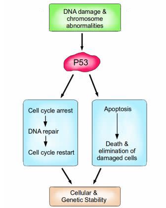 Hallmarks of Cancer 3: Evading Apoptosis