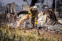 <p>In this photo provided by the San Bernardino County Fire Department, a San Bernardino Fire Department firefighter works with a cadaver dog searching the ruins for anyone who may have been overrun by the flames of a wildfire along State Route 138, in Phelan, Calif., Wednesday, Aug. 17, 2016. Five years of drought have turned the state’s wildlands into a tinder box, with eight fires currently burning from Shasta County in the far north to Camp Pendleton just north of San Diego. (Louis Penna/San Bernardino County Fire Department via AP)</p>